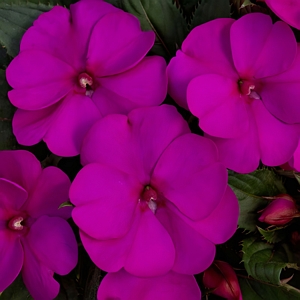 SunPatiens Compact Purple